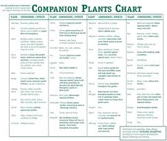 Marigolds Companion Planting Vegetable Companion Planting