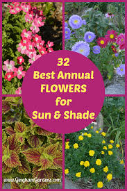 Summer is a time for full sun and 8. The Best Annual Flowers Gingham Gardens