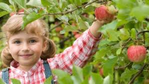 Image result for images for children plucking fruits from trees