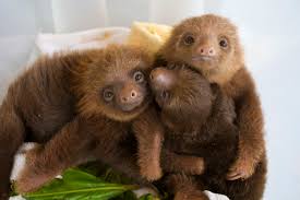baby sloths everything you always