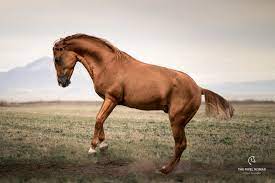The rare Karabakh Horse horse ...