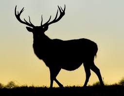 Image result for stag silhouette