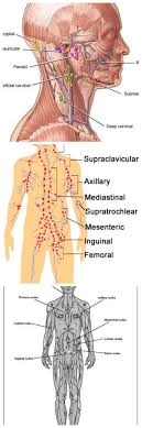 Lymph Nodes Location Pictures Types Significance