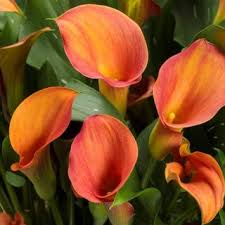 how to grow and care for calla lily