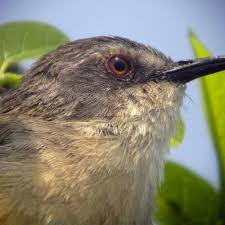 Selain kepala, bagian tubuh burung ciblek lebih mudah untuk diidentifikasi. Cara Membedakan Burung Ciblek Jantan Dan Betina