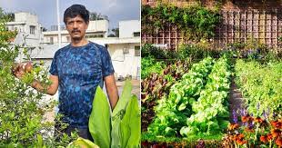 Bangalore Man Grows A Veggie Forest