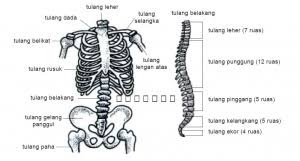 Tulang tengkorak terdiri atas dua bagian, yaitu tengkorak. Tulang Penyusun Rangka Manusia Terlengkap Dosenbiologi Com