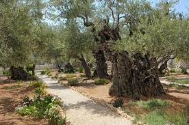 jersum garden of gethsemane