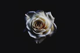 white rose wallpapers for