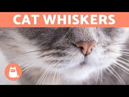why do cats have whiskers what are