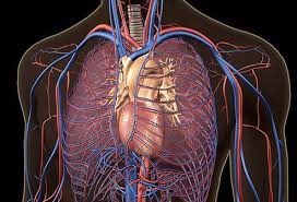 Pulmonary embolism (pte, pe) ranges from asymptomatic to a life threatening catastrophe. Pulmonary Embolism Blood Clot In Lung Symptoms Causes Cure