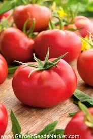Tomato Hubal Field Variety Ideal