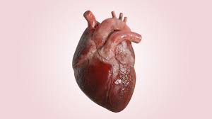 human heart realistic anatomy 3d