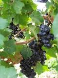 are-grape-vines-poisonous