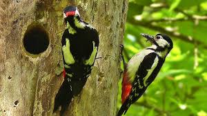 Maybe you would like to learn more about one of these? Great Spotted Woodpecker And Chicks 2018 Youtube