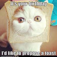 46 super funny grumpy cat memes clean. It S Your Birthday I D Like To Propose A Toast Cat Quotes Funny Funny Cat Photos Cute Cat Memes