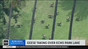 geese take over echo park lake you