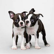 boston terrier puppies dog breed facts