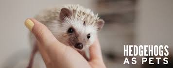 Pet hedgehogs will thrive and be a bundle of fun if you understand what they need and give them proper care. Hedgehogs As Pets Hedgehog Central 101