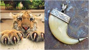 truth behind wearing tiger claw pendant