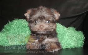 At puppypetite.com, we work with a small group of private nyc puppy breeders that home raise their puppies to. Puppies For Sale In Huntington Long Island Ny Bowwow Babies Is Family Owned And Operated With Over 50 Years Of Puppy Ex Puppies For Sale Puppies Puppy Store
