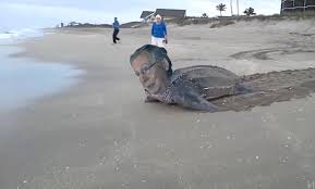 Image result for mitch mcconnell turtle gif