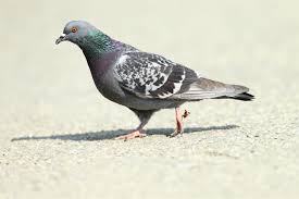 Symptoms of bird flu are similar to other types of flu. Pigeon Problems You May Face Throughout 2019 Effective Bird Control