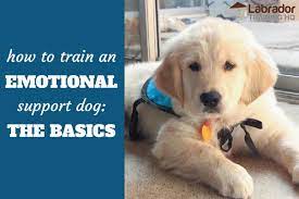 Open range does not require an application. How To Train An Emotional Support Dog The Basics