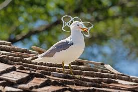 Image result for animal caught in ocean trash
