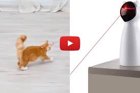 5 best cat laser toys of 2022 to