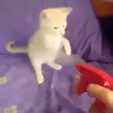Spraying cat with water meme. Cat Sprayed With Water