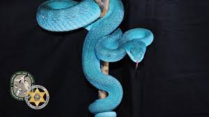 nearly 200 snakes seized in georgia