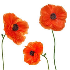Poppies Wall Decals The Power Of