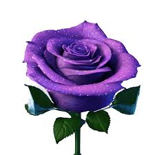 rose violette scintillante remplie de