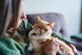 how old is a senior cat how to care