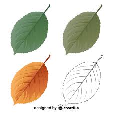 Choose from 970+ cherry tree graphic resources and download in the form of png, eps, ai or psd. Wild Cherry Tree Leaves Vector Free Download Creazilla