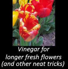 How To Make Flowers Last Longer In A