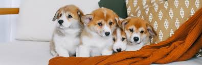 This gallery delivers a maximum dose of adorable puppy pics. Corgi Puppies For Sale My Pet Needs That