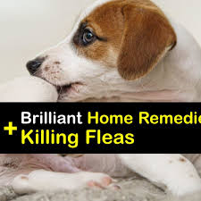 killing fleas awesome tips for