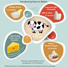Nutrition for children on artificial feeding mixtures on the basis of deep hydrolysis (splitting) of the protein or mixture of amino acids. Dairy Infographic When To Introduce Milk And Dairy Products Wholesome Baby Food Guide