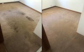 carpet cleaning and flea treatment