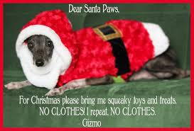 Christmas Card Ideas for your Dog - ROMP Italian Greyhound Rescue