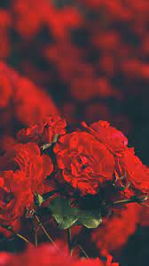 Red Flowers Wallpaper 4k Fl Blur