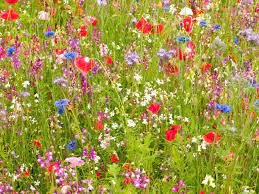 wildflower meadow in your garden