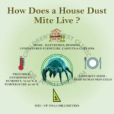how does a house dust mite live dr