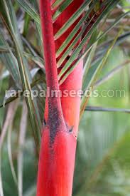 cyrtostachys renda sealing wax palm