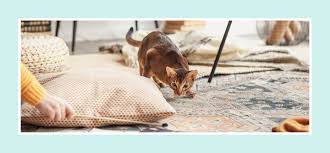 5 tips to get rid of a flea infestation
