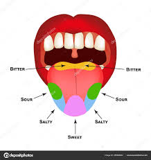 tongue taste buds