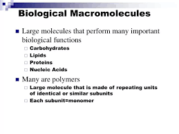 biological macromolecules powerpoint