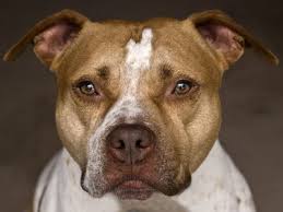 If you are in the market for a. American Staffordshire Terrier Full Profile History And Care